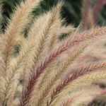 <em>Pennisetum</em>: 7 ideas for combining them