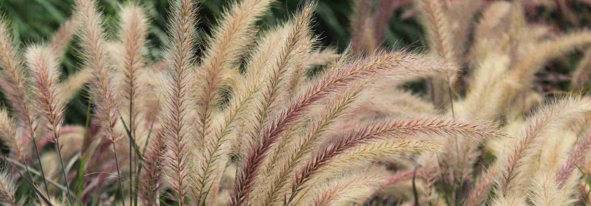 <em>Pennisetum</em>: 7 ideas for combining them