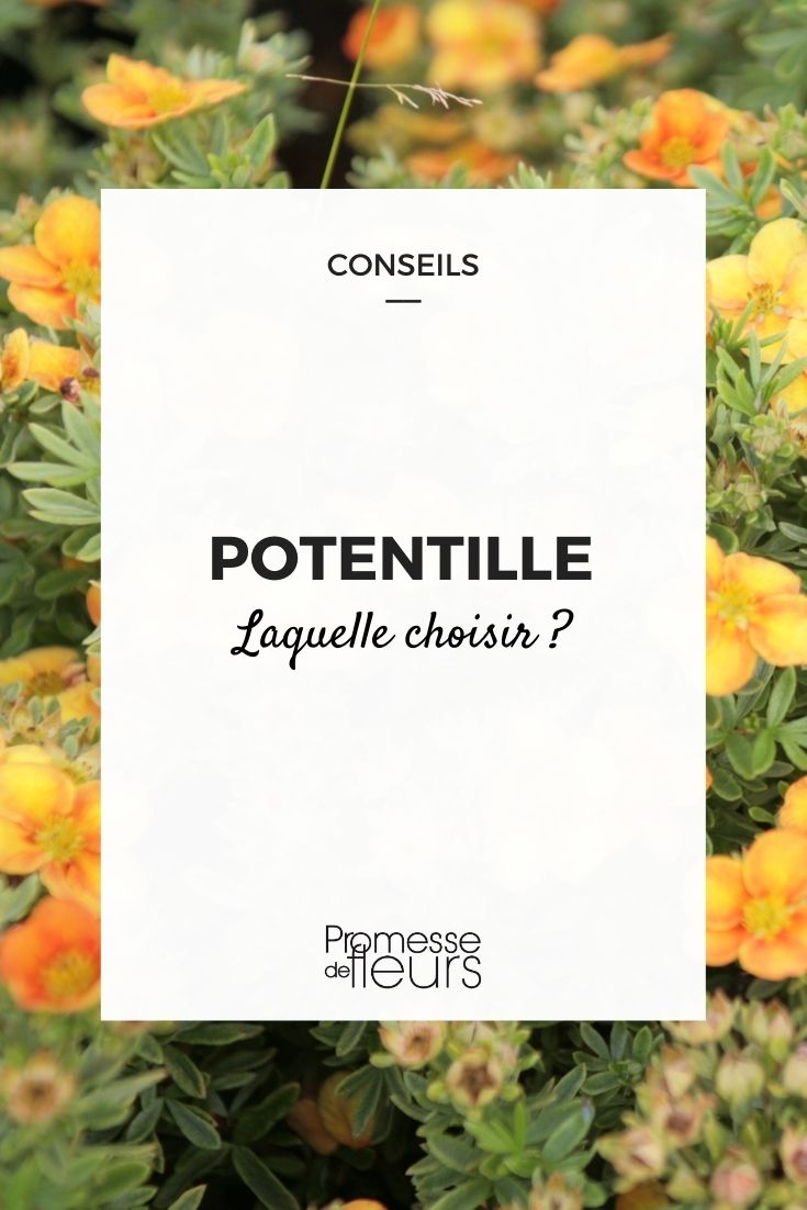 Choosing Potentilla cinquefoil