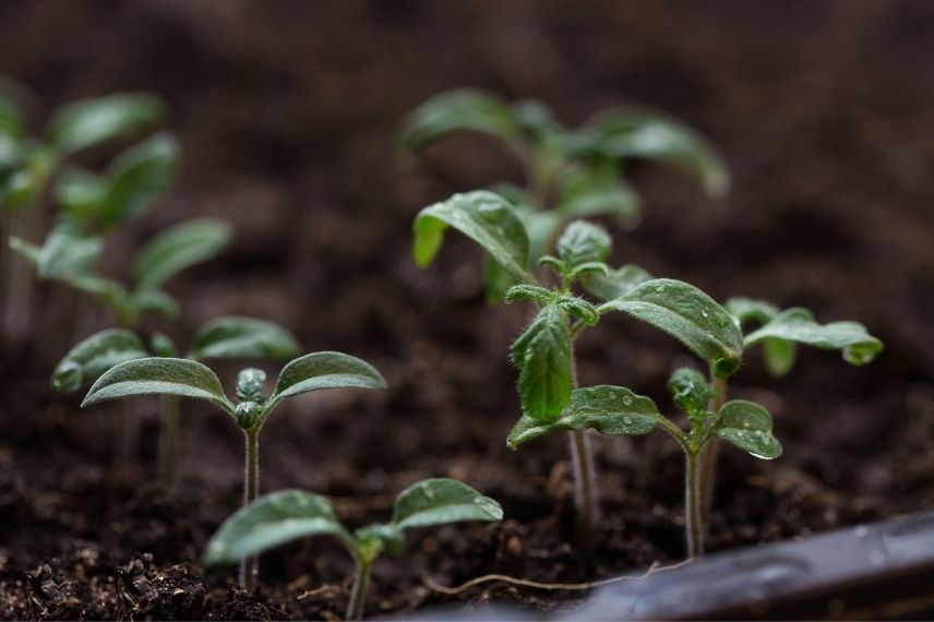 Sowing and Planting in March