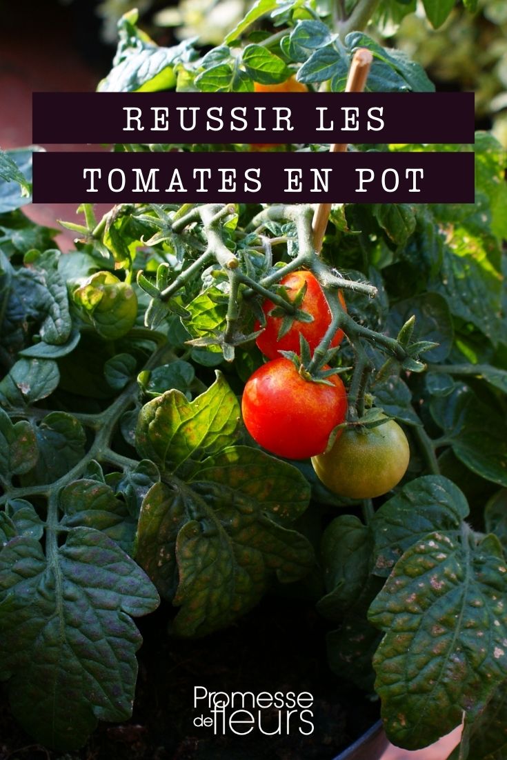 Potted Tomato Succeeding with Potted Tomatoes