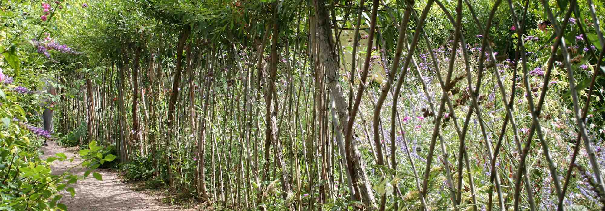 How to plant and maintain a living willow hedge?