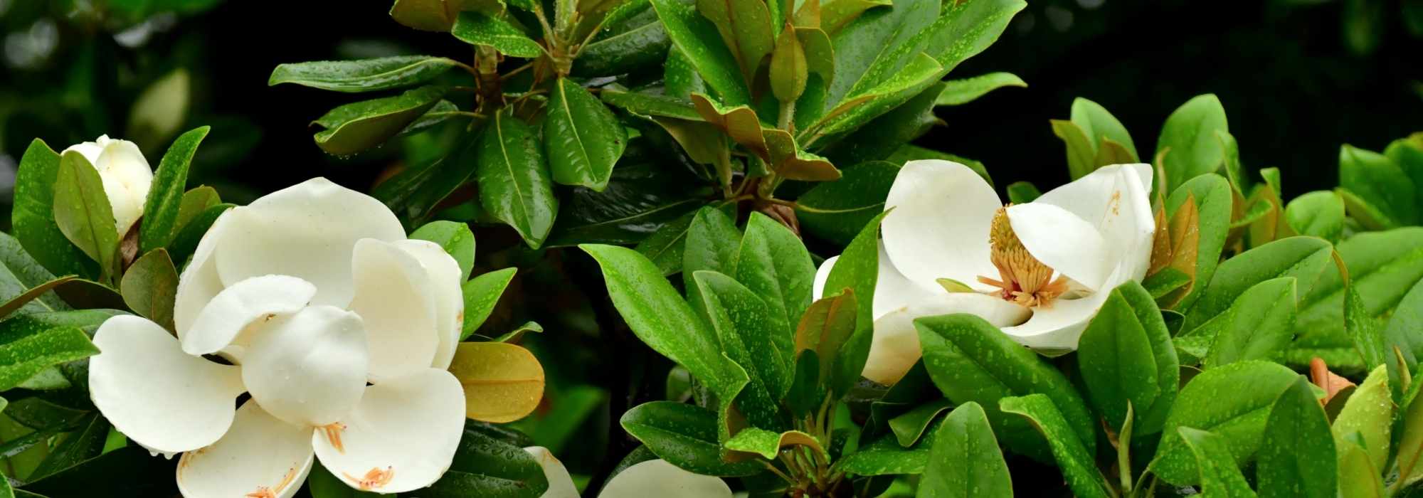 10 magnolias with evergreen foliage