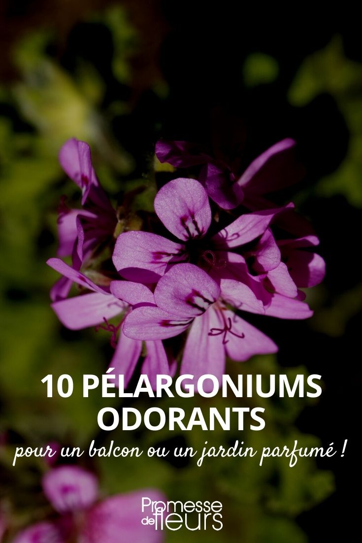 10 scented geraniums scented geranium