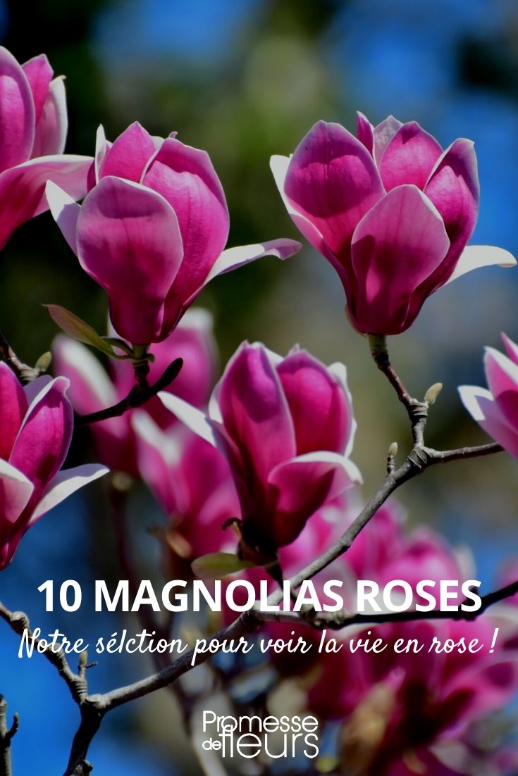 10 pink magnolias pink magnolia
