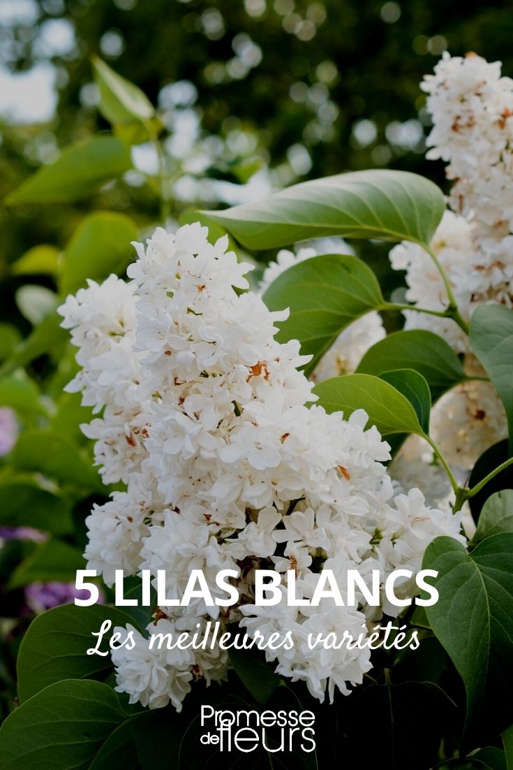 5 white lilacs 5 white lilacs