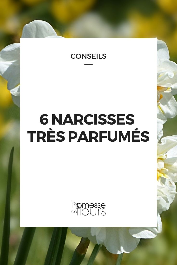 6 highly fragrant daffodils Selection of Fragrant Daffodils