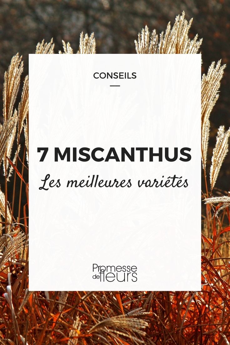 7 miscanthus (1) 7 miscanthus