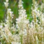 Andropogon: planting, growing, maintaining