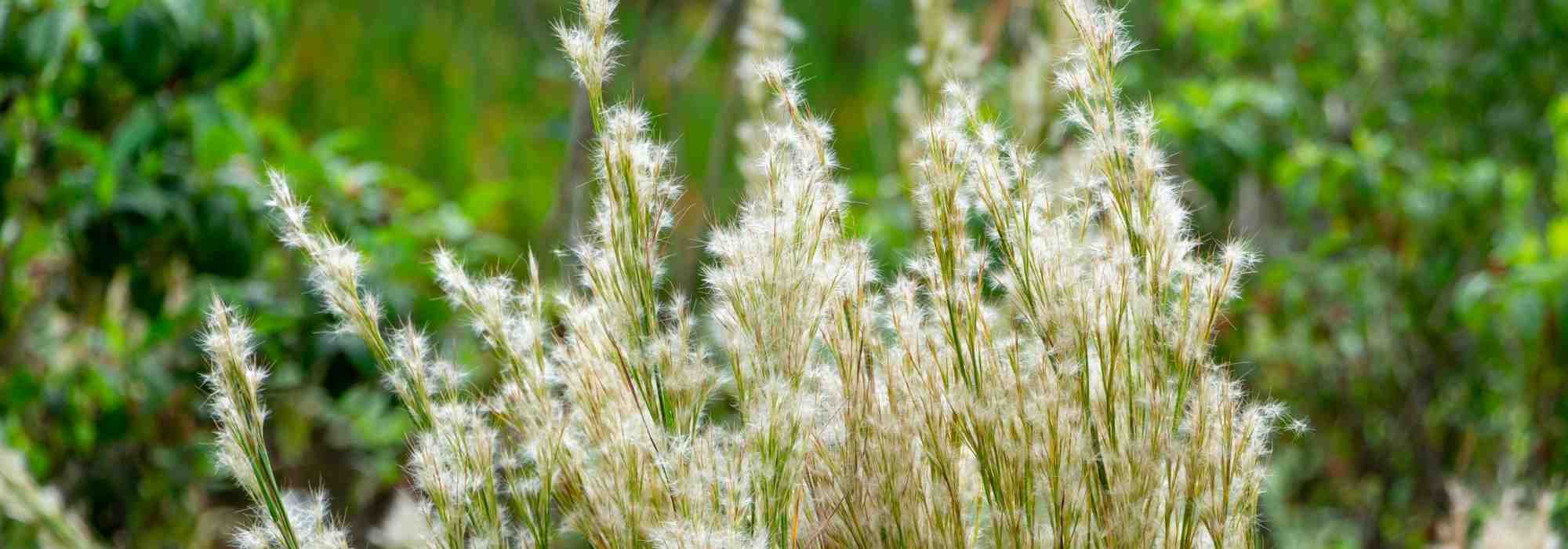 Andropogon: planting, growing, maintaining