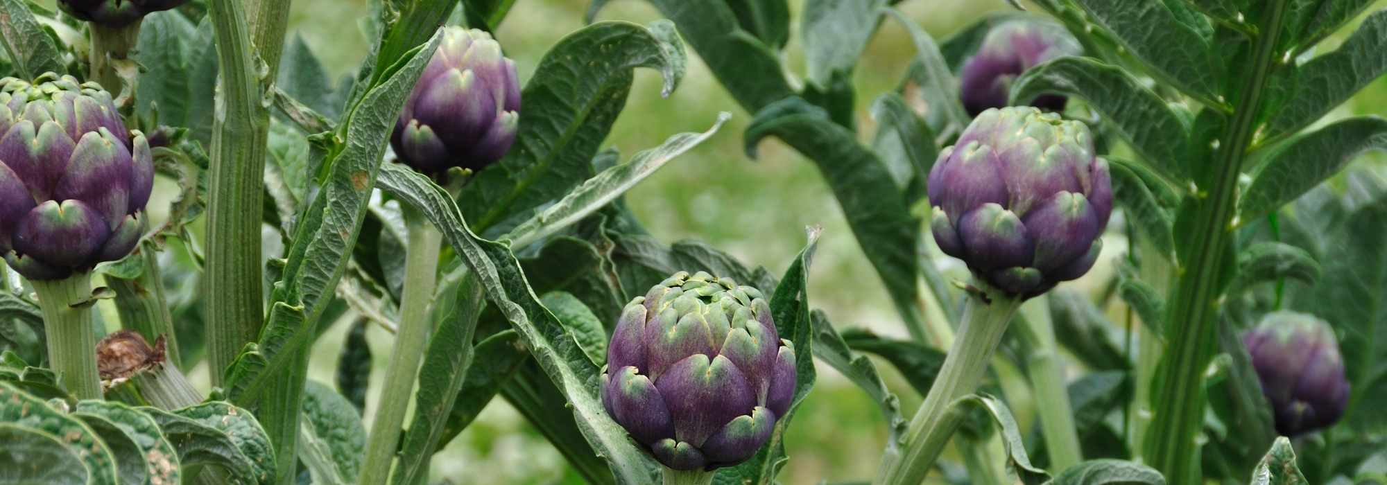 How to choose the right artichoke: buying guide