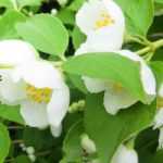 How to choose the ideal <em>Philadelphus</em>?