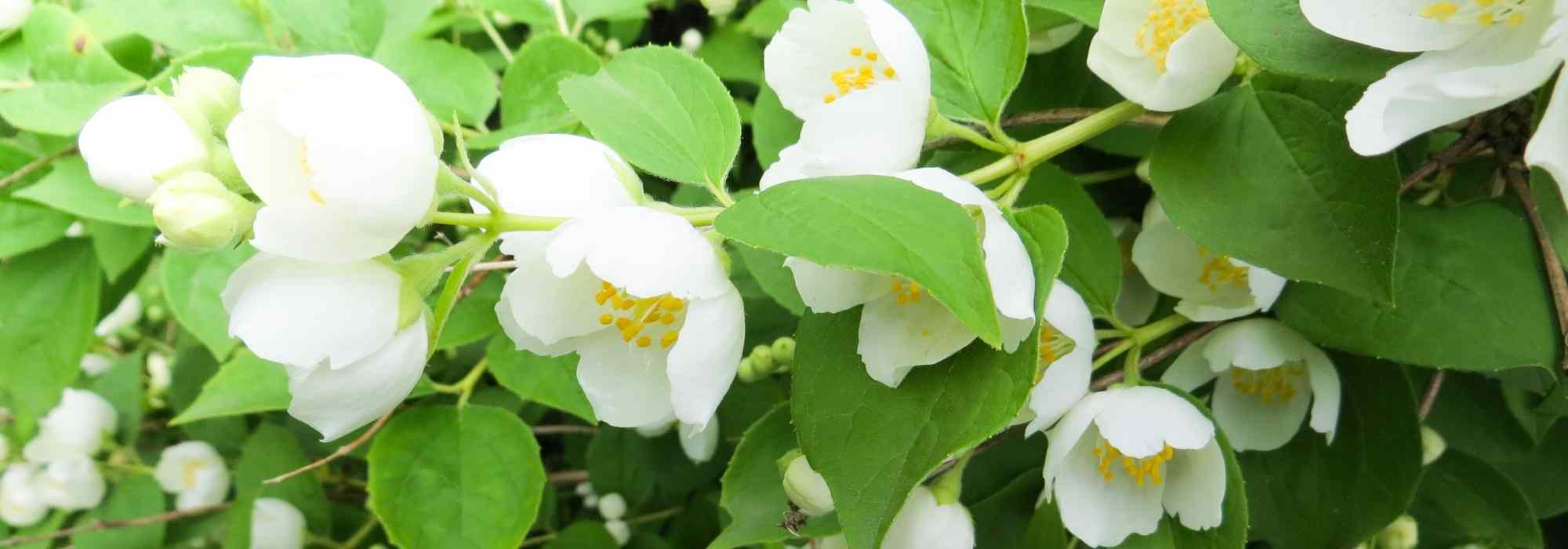 How to choose the ideal <em>Philadelphus</em>?