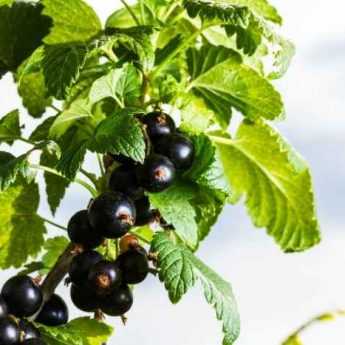 How to dry blackcurrant leaves?