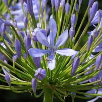 Sowing agapanthus