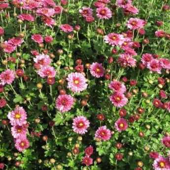 How to sow chrysanthemums?