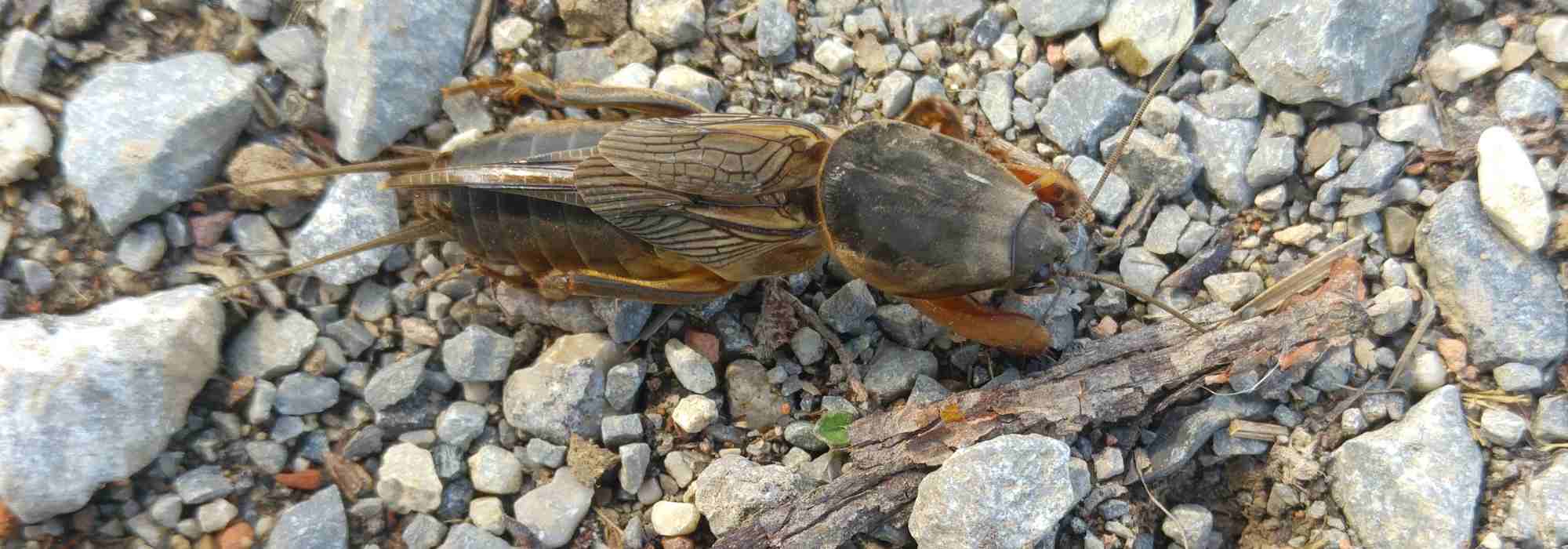 The mole cricket