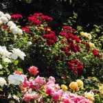 6 tips for creating a beautiful rose bed