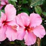 To grow a hibiscus in a pot