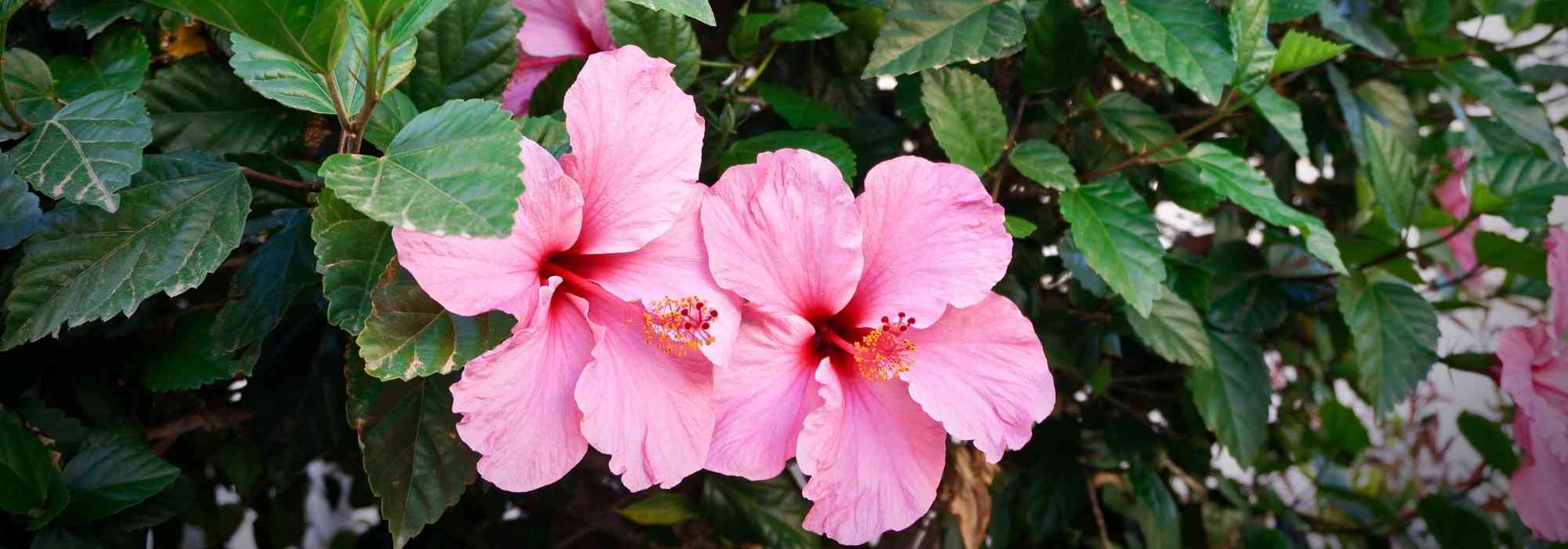 To grow a hibiscus in a pot