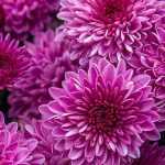 To grow a chrysanthemum in a pot