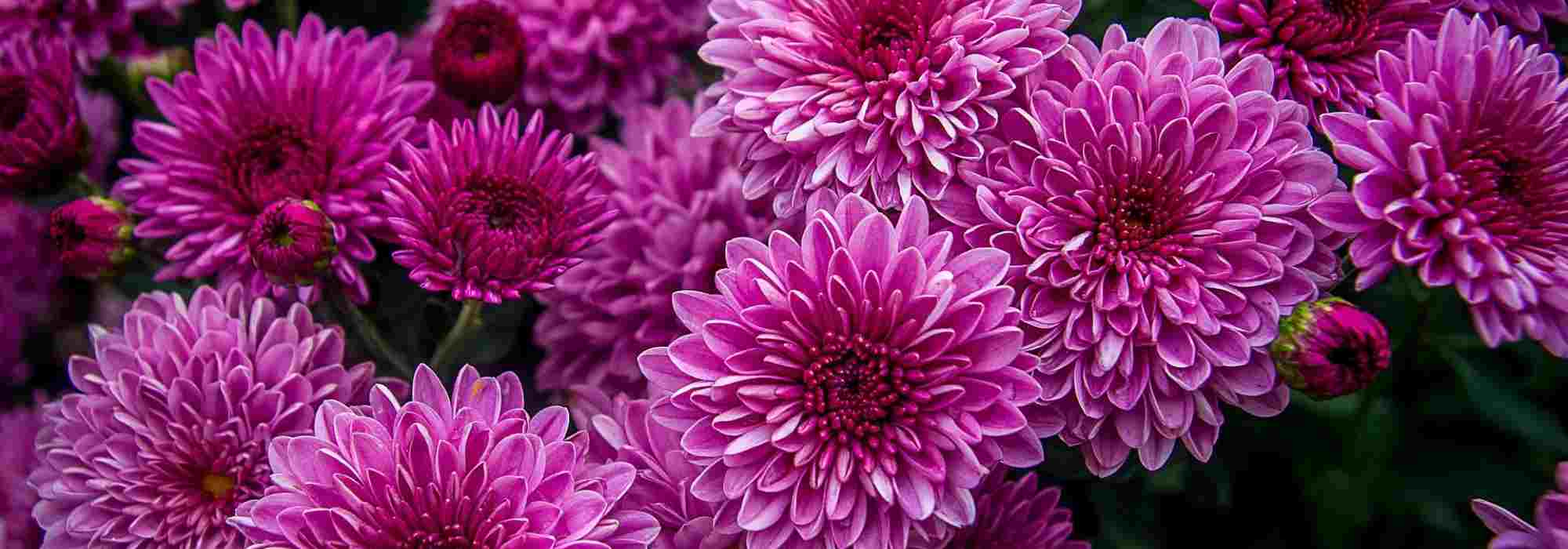 To grow a chrysanthemum in a pot