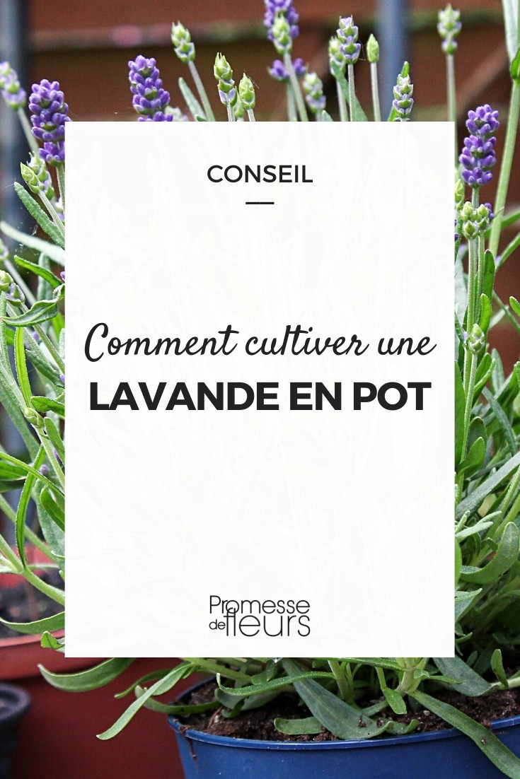 Growing Lavender in a Pot