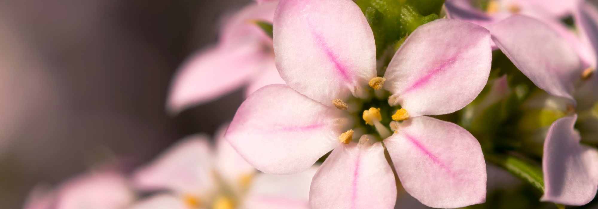 Diosma hirsuta: planting, growing, and caring for it