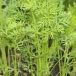 Vegetable tops