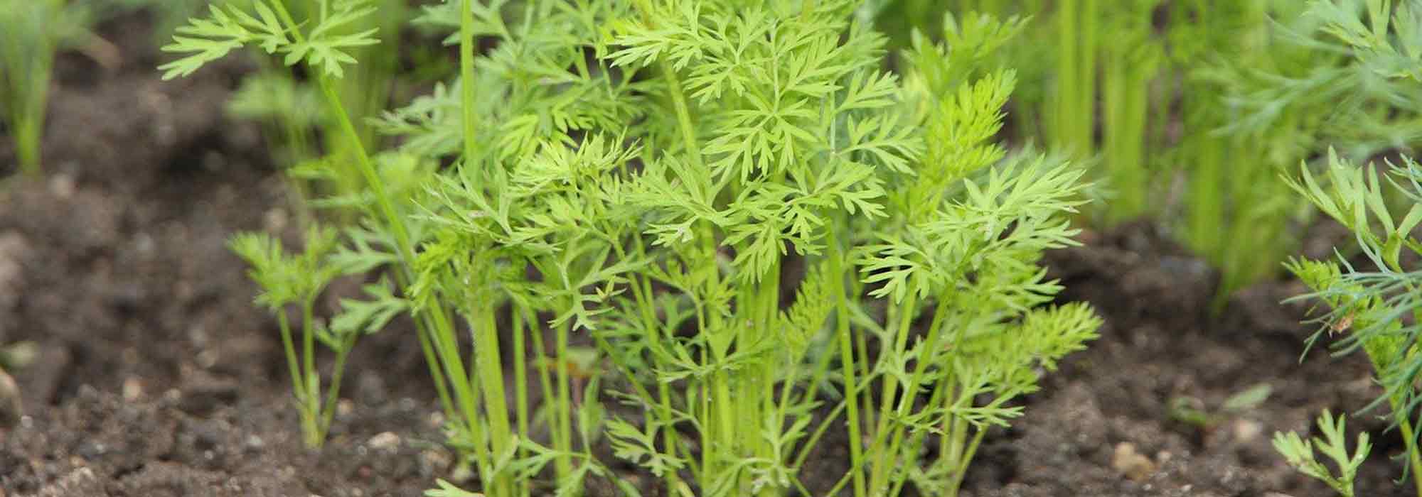 Vegetable tops