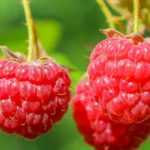 How to grow a raspberry plant in a pot?