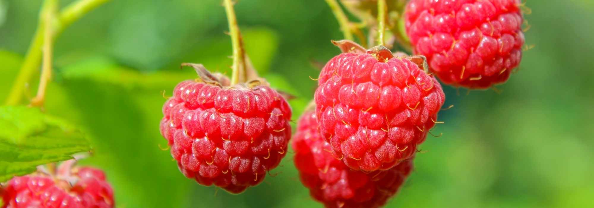 How to grow a raspberry plant in a pot?