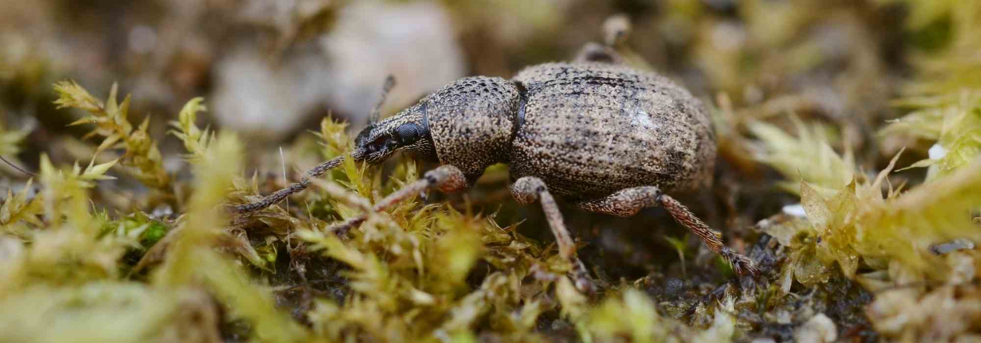 How to get rid of vine weevils?