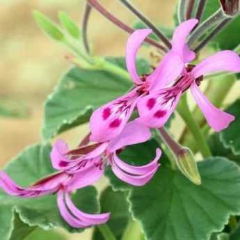 How to take cuttings from scented, ivy-leaved or zonal geraniums?  

(Note: In British English, "Pélargoniums" are commonly referred to as "geraniums" in gardening contexts, despite the botanical distinction. The translation uses natural UK terminology while maintaining horticultural accuracy.)