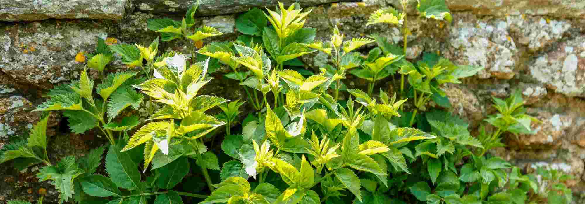 Allergenic or urticating plants