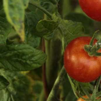 How to make tomato leaf spray?