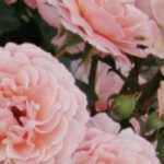Artists' roses