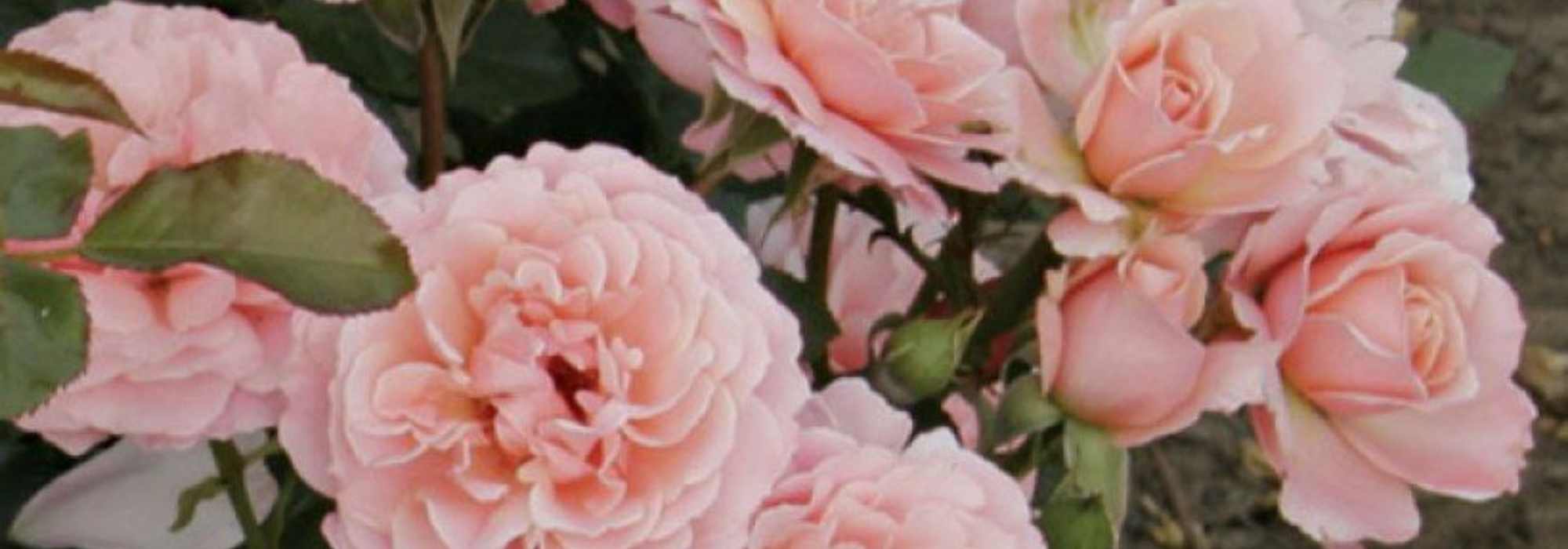 Artists' roses