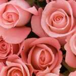 Scent of roses