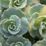 <Sedum></Sedum>: 7 groundcover species and varieties