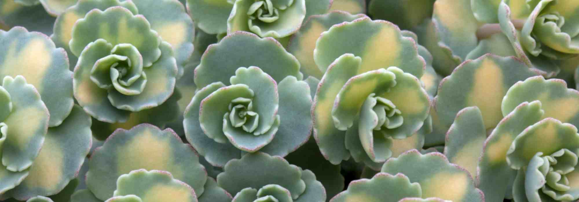 <Sedum></Sedum>: 7 groundcover species and varieties