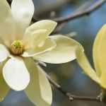 7 magnolias with yellow flowers