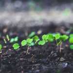 How to sow seeds on seed tape?