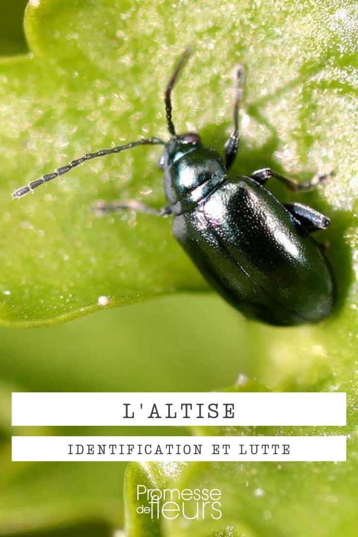 flea beetle (1) flea beetle