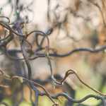 Twisted trees and bushes