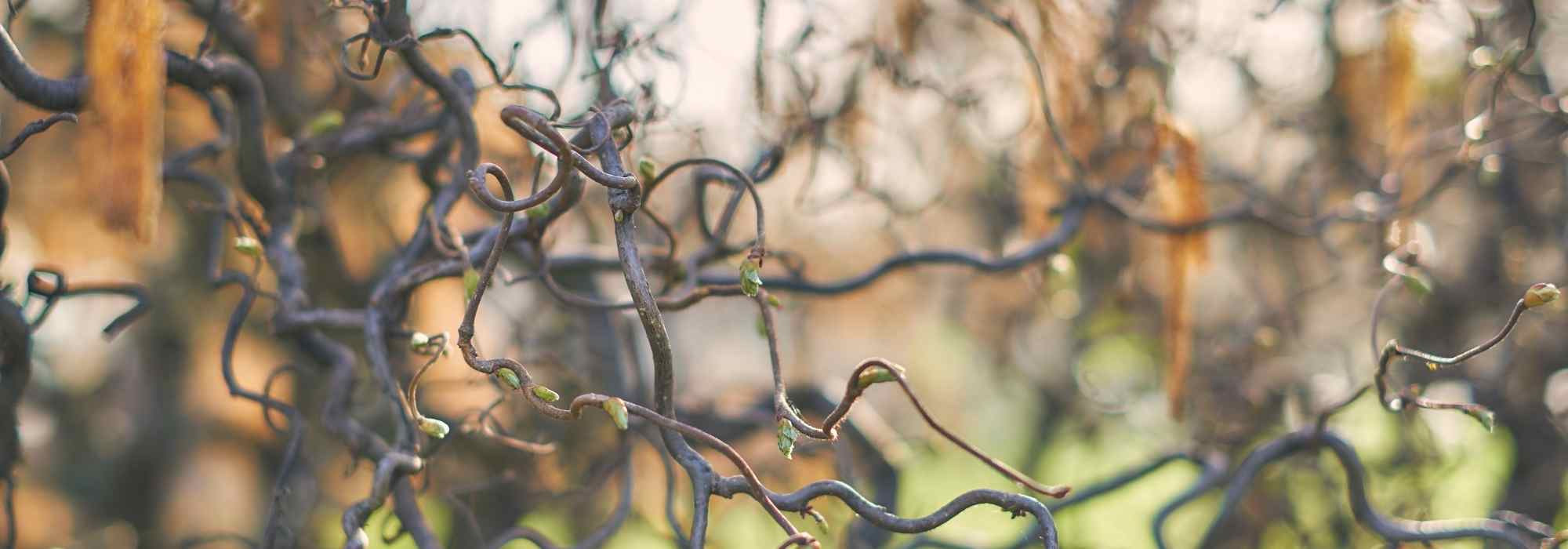 Twisted trees and bushes