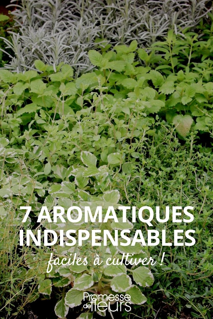 Essential Herbs 7 Essential Herbs