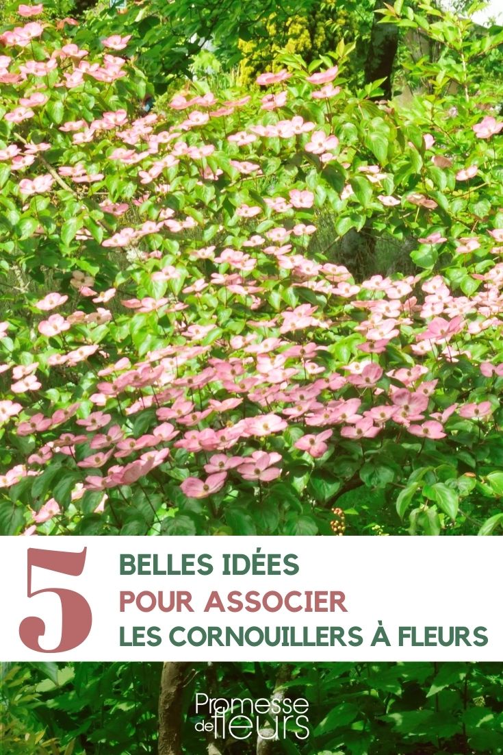 associate the flowering dogwood planting flowering dogwoods in the garden