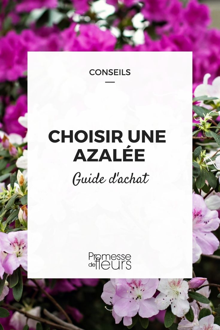 Azalea Buying Guide Choosing Azaleas
