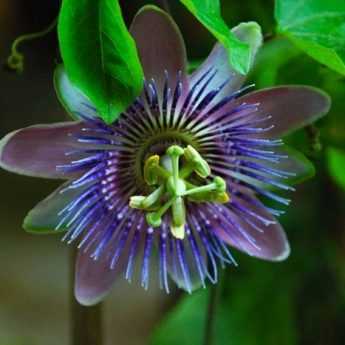 How to Take Passionflower Cuttings? Our Illustrated Guide!